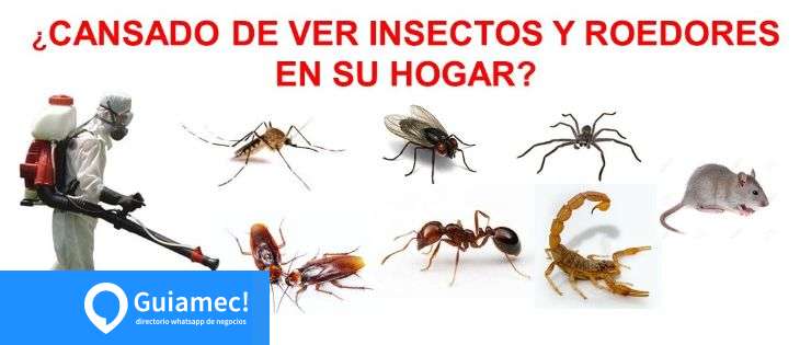 Control de plagas Guayaquil en Guayaquil