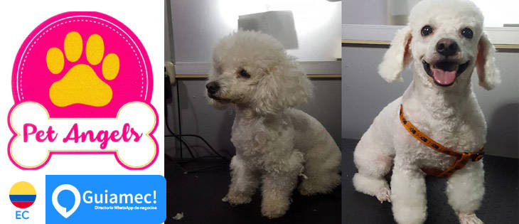 veterinaria guayaquil, peluquería para perros guayaquil en Guayaquil