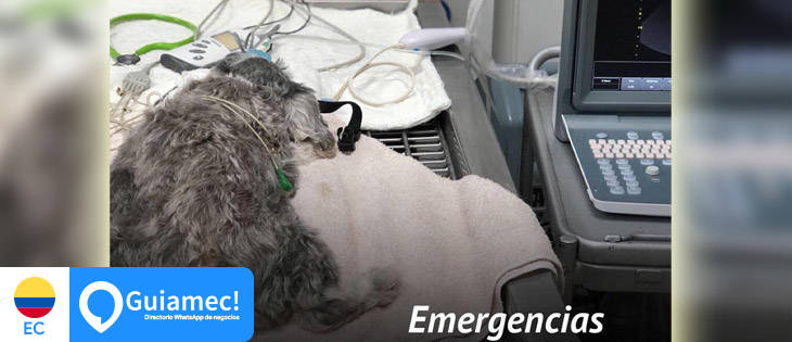 veterinaria,  animales, Mascotas,  en Samborondón