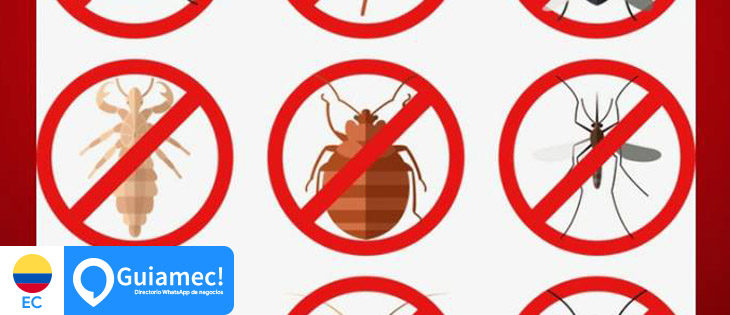 X-termite en Guayaquil