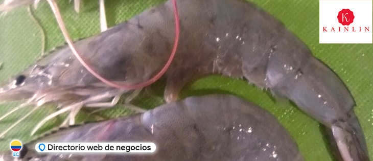 venta de camarones, camarones en Durán