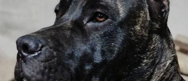 Presa Canario Ecuador en Santo Domingo