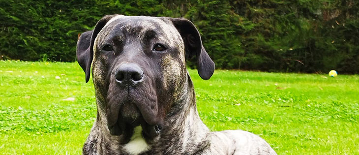 Perros de Seguridad en Santo Domingo